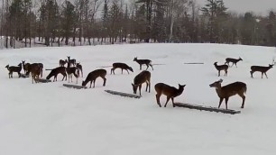 '2019/03/10 - 672  Deer on the Brownville\'s Food Pantry For Deer'