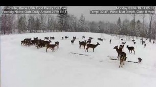 '2019/03/04 - 493  Deer Feeding Time on the Brownville\'s Food Pantry For Deer'