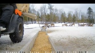 'Brownville Food Pantry For Deer ~ Feeding Time! Deer & Turkey 3.2.18'