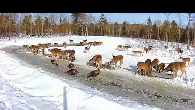 '2019/02/06 - 776  Deer & Turkeys of the Brownville\'s Food Pantry For Deer'