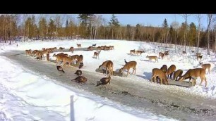 '2019/02/06 - 776  Deer & Turkeys of the Brownville\'s Food Pantry For Deer'