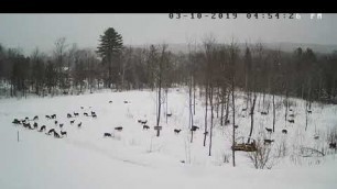 '2019/03/10 - 658  Deer Feeding on the Brownville\'s Food Pantry For Deer'