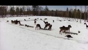 '2019/03/02 - 152    Deer on the Brownville\'s Food Pantry For Deer'