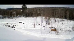 '2019/03/06 - 300  Deer on the Brownville\'s Food Pantry For Deer'