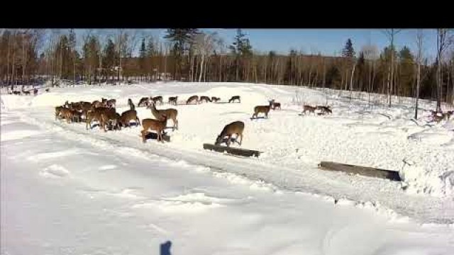 '2019/02/26 - 718  Deer on the Brownville\'s Food Pantry For Deer'