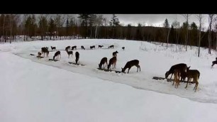 '2019/03/11 - 341  Deer on the Brownville\'s Food Pantry For Deer'