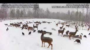 '2019/01/08 - 230  Snowy Deer & Turkeys of the Brownville\'s Food Pantry For Deer'