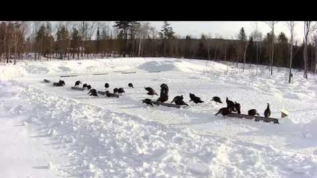 '2019/03/02 - 580  Turkeys  on the Brownville\'s Food Pantry For Deer'