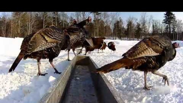 '2019/03/06 - 944  Turkeys on the Brownville\'s Food Pantry For Deer'