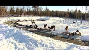 '2019/03/20 - 392  Deer & Turkeys on the Brownville\'s Food Pantry For Deer'