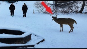 'A deer came to her yard with something sticking out of its head! What came next is hard to believe!'