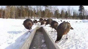 '2019/03/02 - 173  Turkeys on the Brownville\'s Food Pantry For Deer'