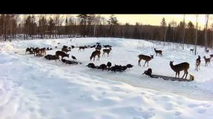 '2019/03/13 - 712  Deer & Turkeys on the Brownville\'s Food Pantry For Deer'