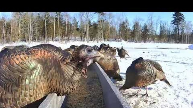 '2019/02/10 - 746  Turkeys of the Brownville\'s Food Pantry For Deer'