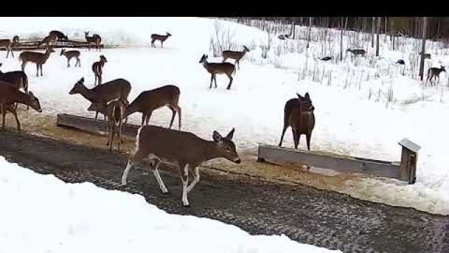 '2019/03/21 - 537  Deer on the Brownville\'s Food Pantry For Deer'