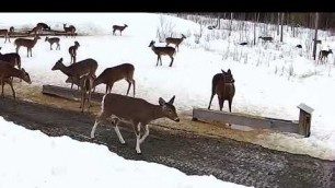 '2019/03/21 - 537  Deer on the Brownville\'s Food Pantry For Deer'