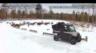 '2019/01/06 - 310  Feeding Deer of the Brownville\'s Food Pantry For Deer'