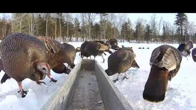 '2019/03/02 - 519  Turkeys on the Brownville\'s Food Pantry For Deer'