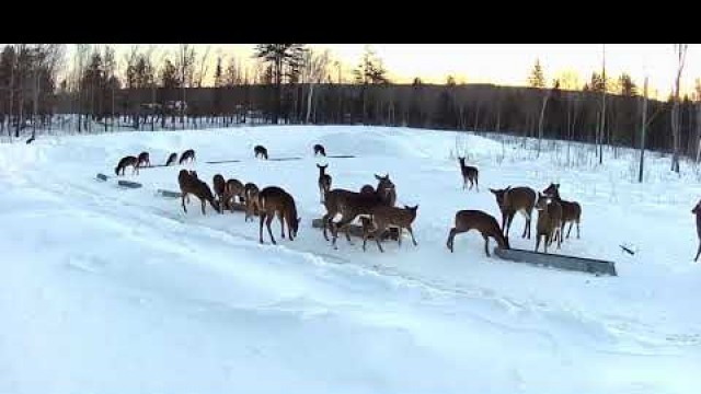 '2019/02/27 - 390  Deer on the Brownville\'s Food Pantry For Deer'