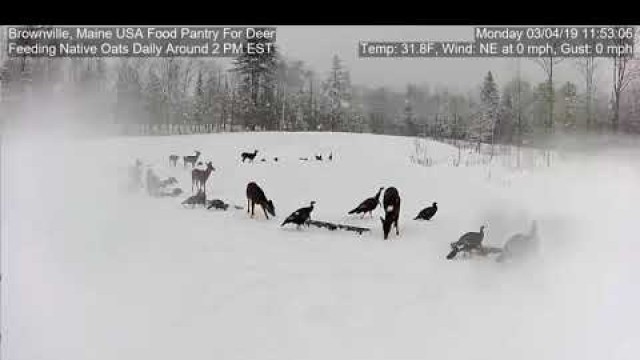 '2019/03/04 - 335  Turkeys & Deer on the Brownville\'s Food Pantry For Deer'