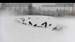 '2019/03/04 - 335  Turkeys & Deer on the Brownville\'s Food Pantry For Deer'