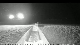 'Brownville Food Pantry For Deer ~ Night Visitors ~ 2.16.18'