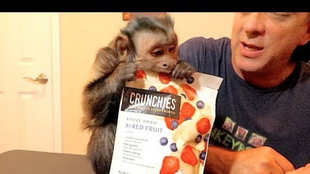 'Monkey & Bag of Crunchies! (Freeze Dried Fruit)'