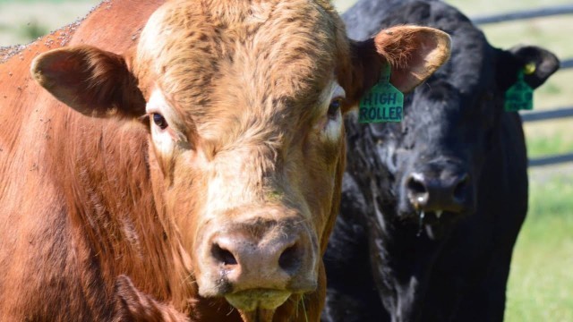 'Lonesome Dove Ranch 2015 Face of your Food'