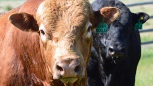 'Lonesome Dove Ranch 2015 Face of your Food'