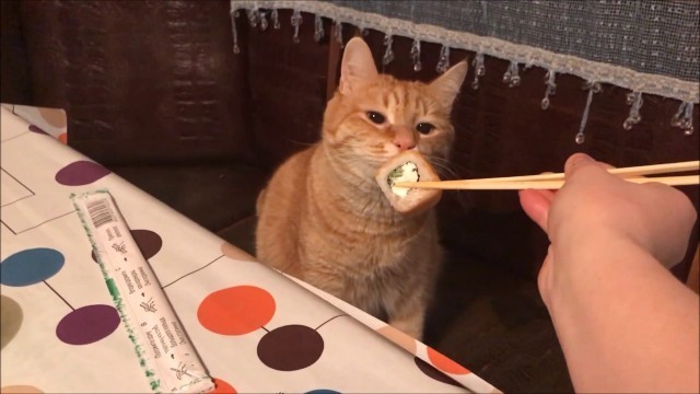 'Cat Gagging II Cat vs Human Food'