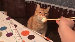 'Cat Gagging II Cat vs Human Food'