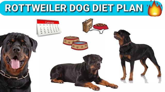 'Rottweiler Diet Plan / in hindi / Rottweiler diet chart'