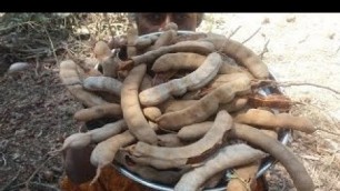 'Cooking Tree Fresh Tamarind Rice in My Village Food Money Food'