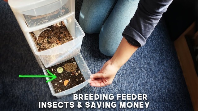 'Breeding Feeder Insects & Saving Money on Gecko Food!'