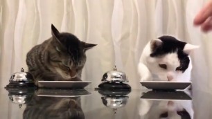 'Cats Ringing for Dinner'