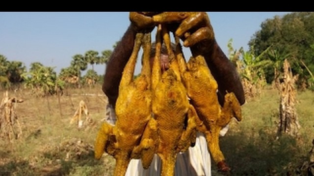 'Cooking 2 Months Old Country Chicken Fry in My Village Food Money Food'