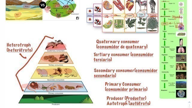 'Levels of Organization & Food Chains & Food Webs Overview Video'