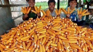 'Frying Ripe Corns for Eating in Village with Lifestyle Cooking Foods'