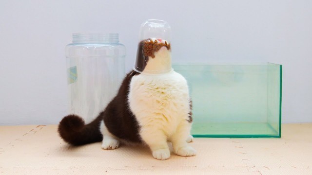 'Can Munchkin Cat Finds Hidden Foods?'