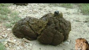 'Dung Beetle Eating Elephant Dung.'