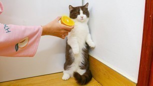 'Do Munchkin Cats Like Human Food? #shorts - Oh Kitten!'