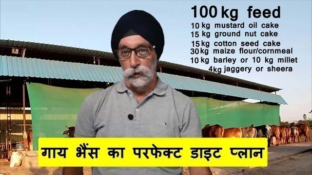 'गाय भैंस का परफेक्ट डाइट प्लान  | Diet Plan for milking Dairy cattle l Dairy Talk #20'