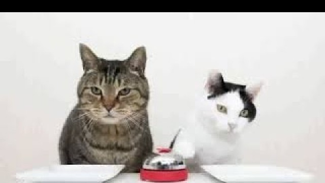 'the dodo cats who two cute ringing bell for cat food ,so so funny .'