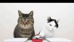 'the dodo cats who two cute ringing bell for cat food ,so so funny .'