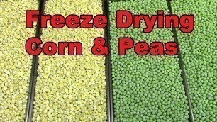 'Freeze Drying Frozen Peas and Corn.'