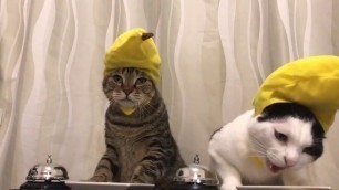 'Cats in banana hats ring bells'