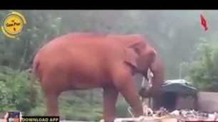 'Unable to get food, a starved elephant eats up trash in Nilgiris'