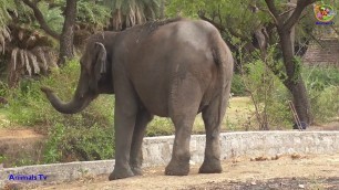 'Elephant Eating Sugarcane !'