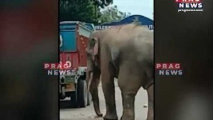 'Elephant eats food from truck in Guwahati, video goes viral!'