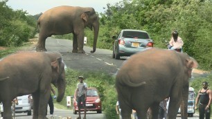 'Huge Wild elephant waiting for food !'